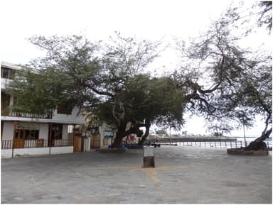 Algarrobo