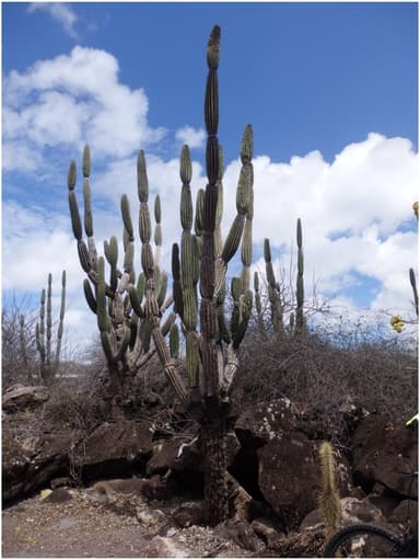 Candelabro