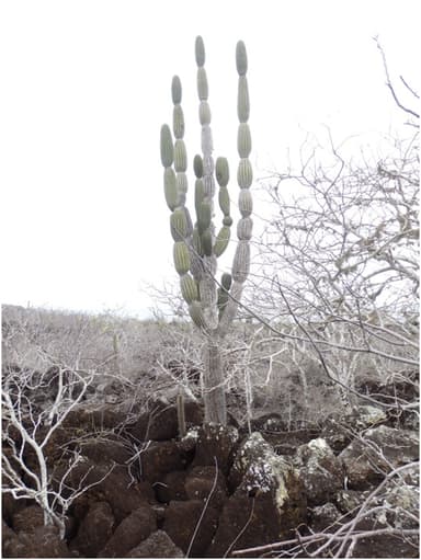Candelabro