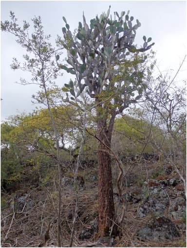 Opuntia