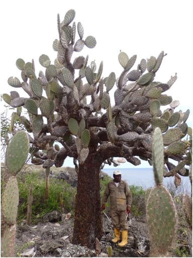 Opuntia