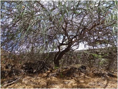Parkinsonia