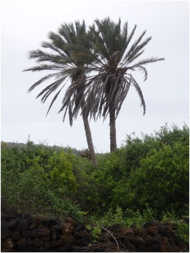 Palmera Datilera