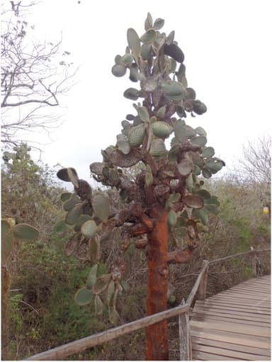 Opuntia