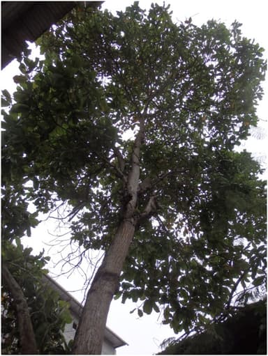 Almendro