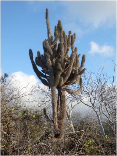 Candelabro