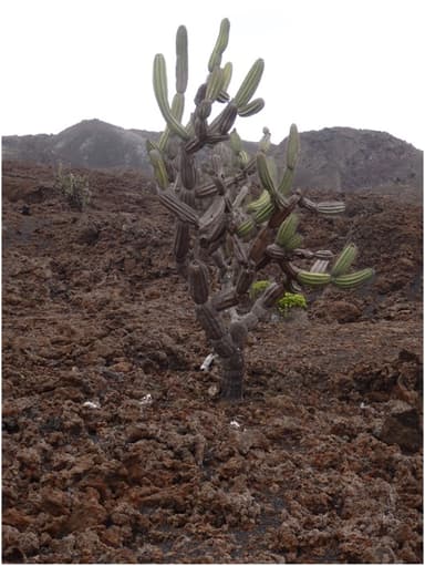 Candelabro