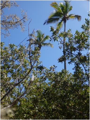 Palma Cocotera